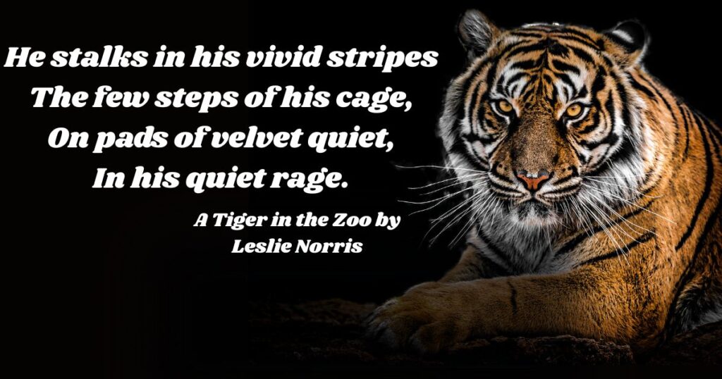 english-elocution-poems-a-tiger-in-the-zoo