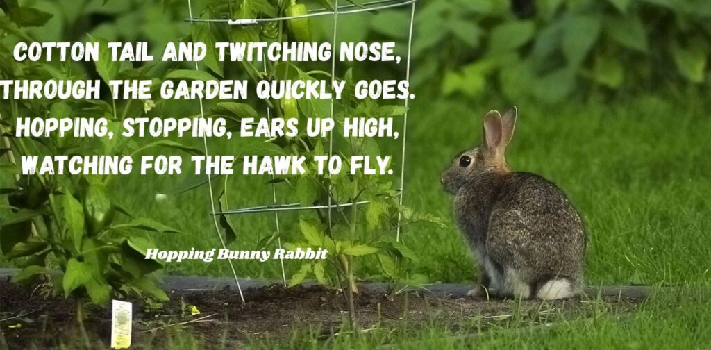 poems-about-animals-that-rhyme-hopping-bunny-rabbit