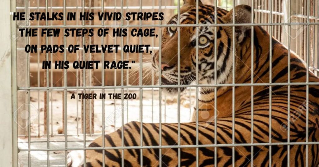 poems-for-class-6-on-nature-a-tiger-in-the-zoo