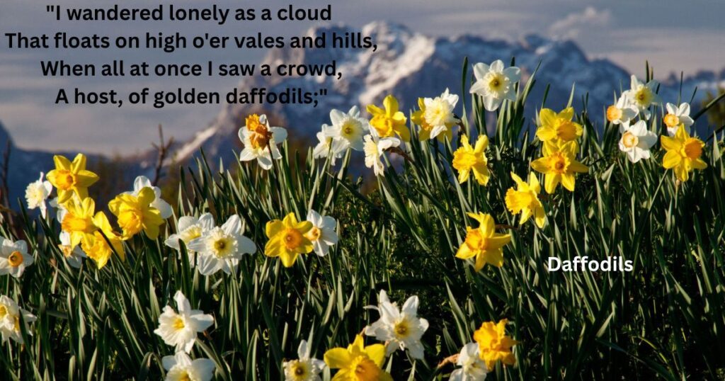 poems-for-class-6-on-nature-daffodils