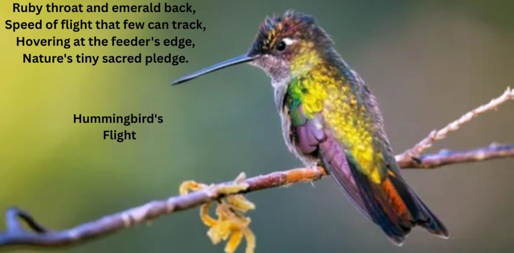 rhyming-poems-on-nature-in-english-hummingbirds-flight