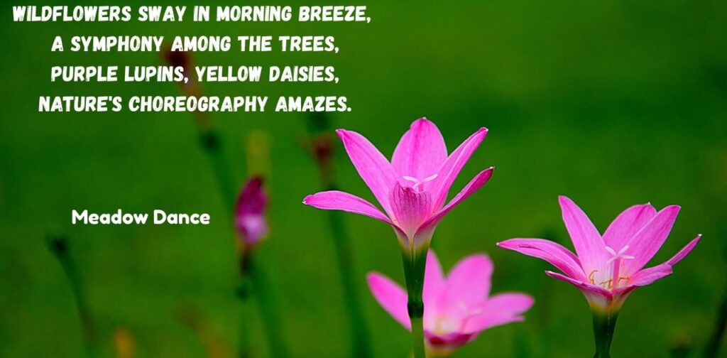 rhyming-poems-on-nature-in-english-meadow-dance