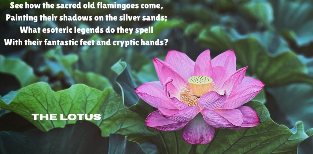 sarojini-naidu-poems-in-english-the-lotus