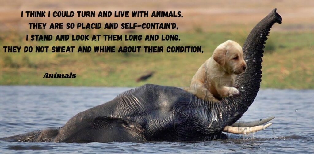 summary-of-20-poems-class-10-animals