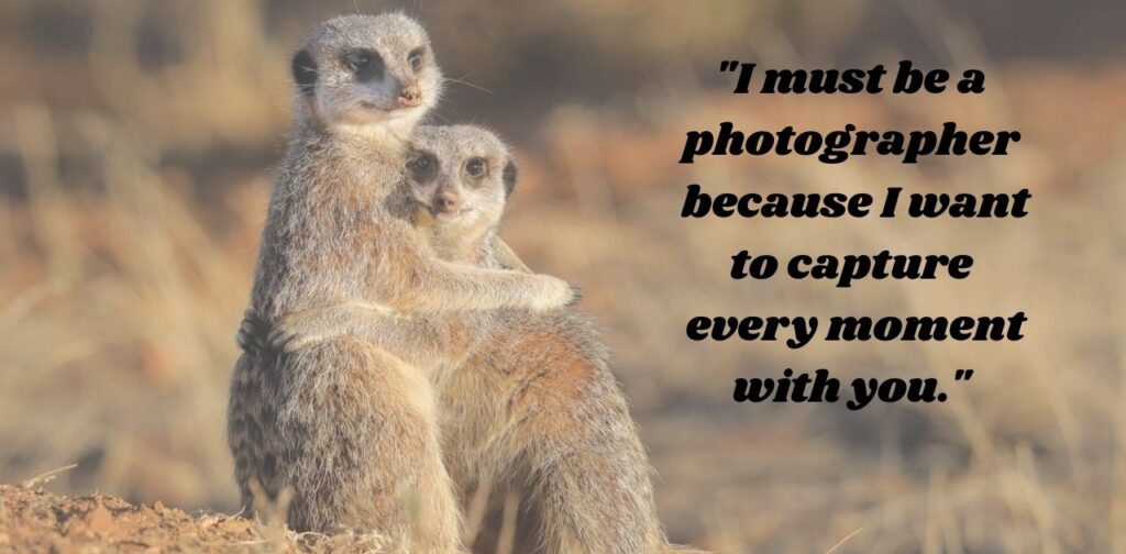 animal-rizz-lines-wildlife